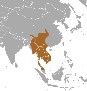 Southeast Asian shrew